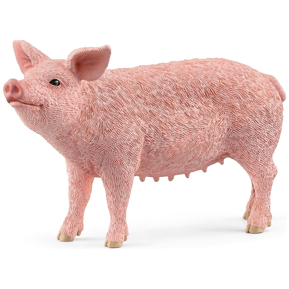 Pig