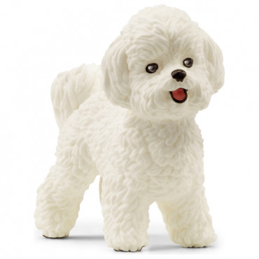 Bichon Frise