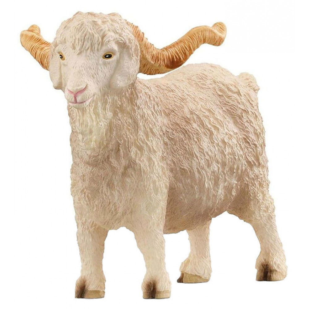 Angora Goat