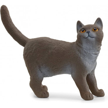 British Shorthair Cat