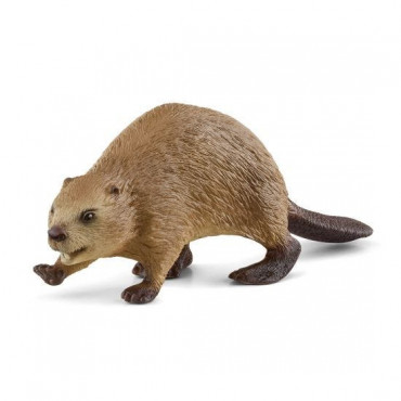 Beaver